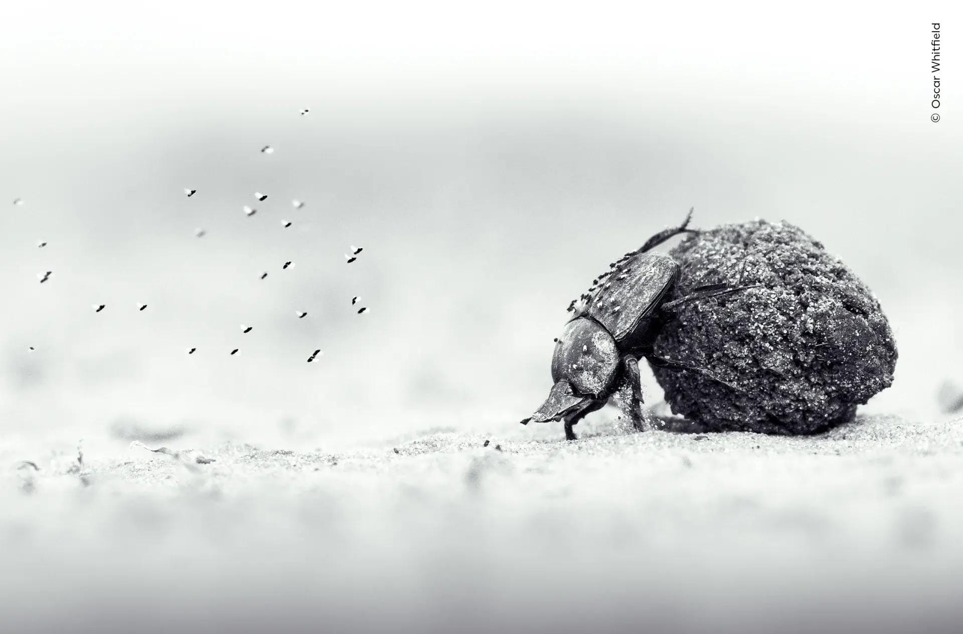 Навозный жук катит шар из навоза, чёрно-белый снимок — фото Oscar Whitfield, «Молодой фотограф года»