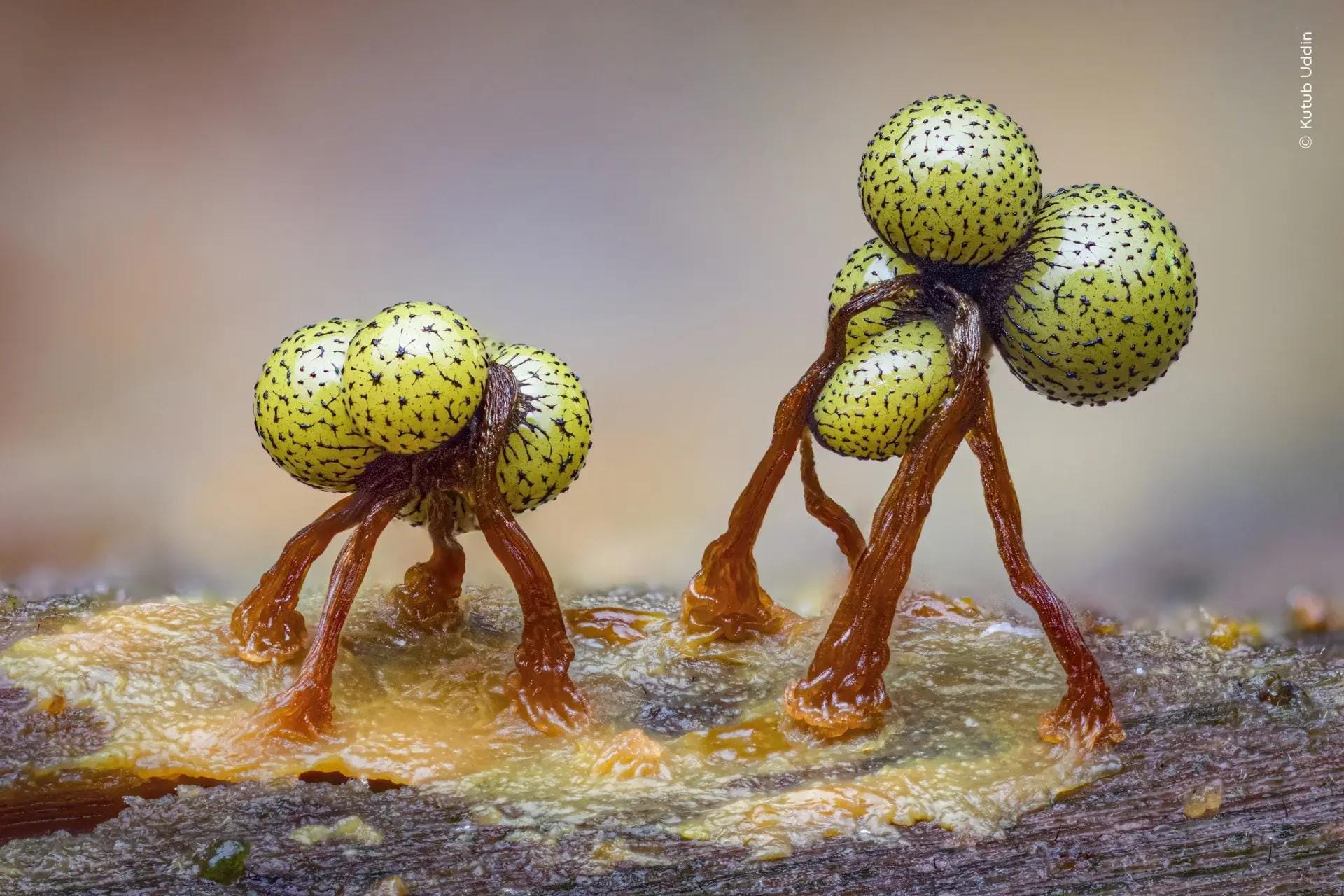 Ещё один снимок из серии Secret Worlds — фото Kutub Uddin