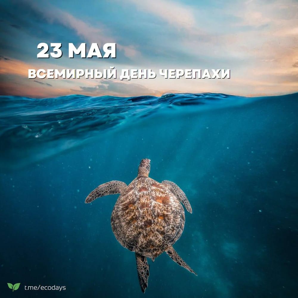 Да здравствуют черепахи!