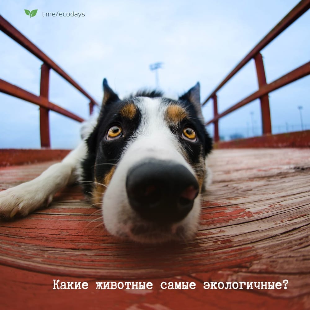 Некоторые животные могут играть важную роль в экосистеме и иметь не такое большое влияние на окружающую среду. Вот несколько примеров: