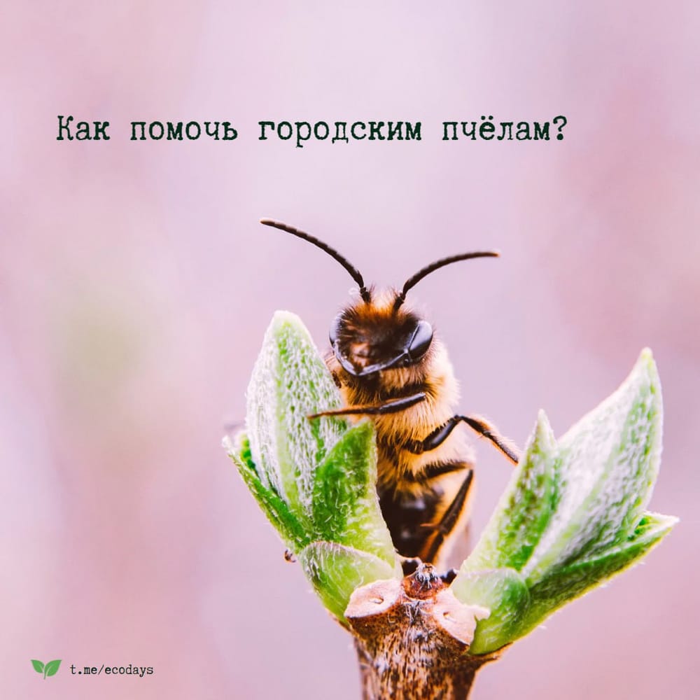 Как поддержать городских пчёл? 🐝