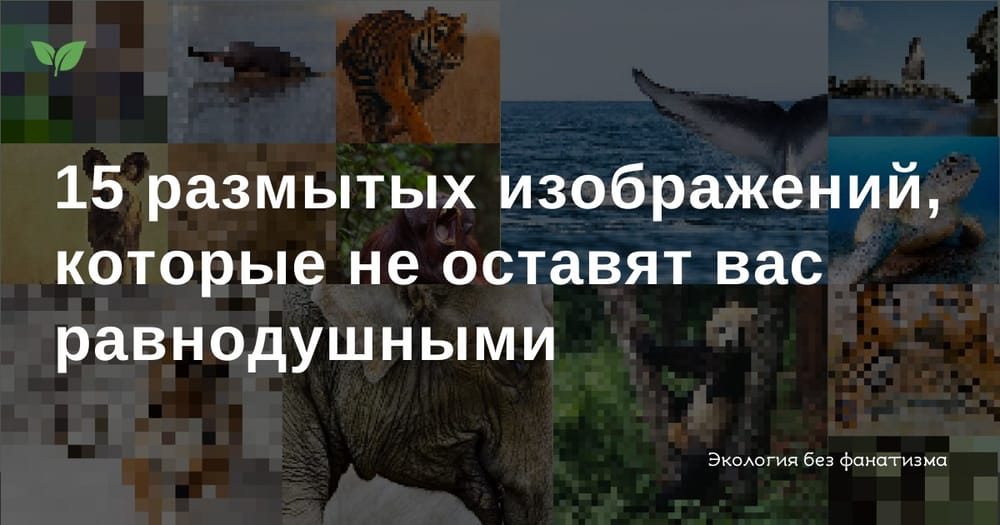 🐯 В этой серии изображений особь каждого вида, находящегося под угрозой исчезновения…