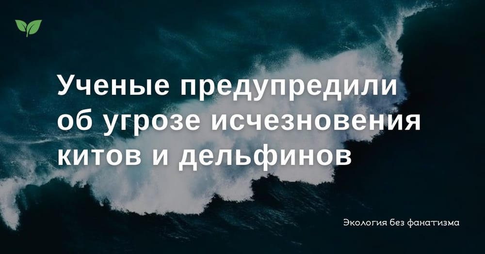 Киты и дельфины могут исчезнуть в ближайшие десятилетия. Более 350 ученых и защитников…