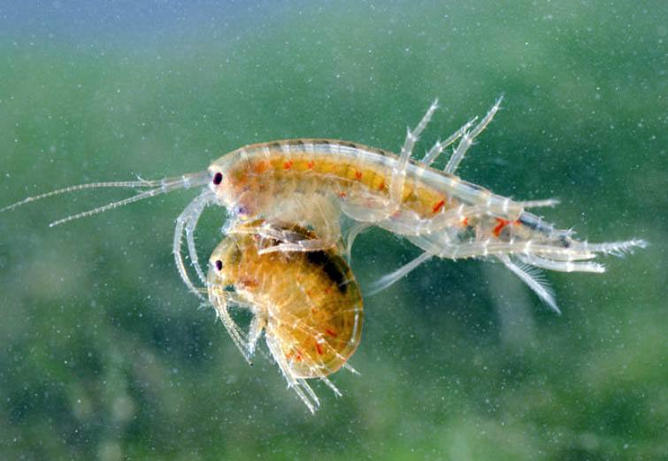 🦞Сексуальные проблемы бокоплавов или почему химия в отношениях это плохо.