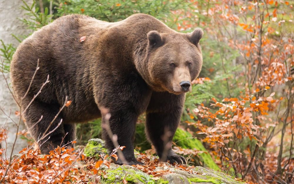 🐻Учёные объяснили нетипичное поведение медведей в приамурье.