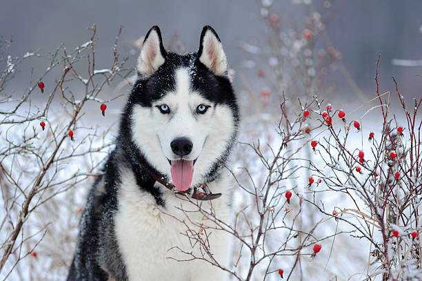 🐶Волонтёры фонда HuskyEkb предотвратили массовое убийство животных.