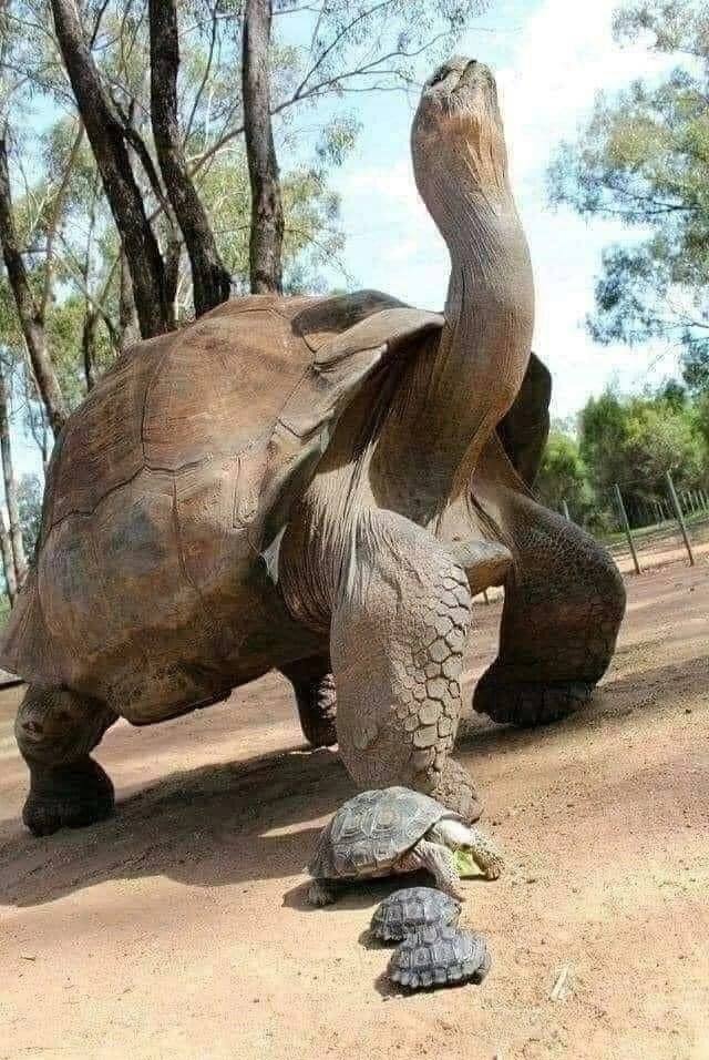 🐢 Знакомьтесь, это Джонатан — самое долгоживущее сухопутное животное на нашей планете.