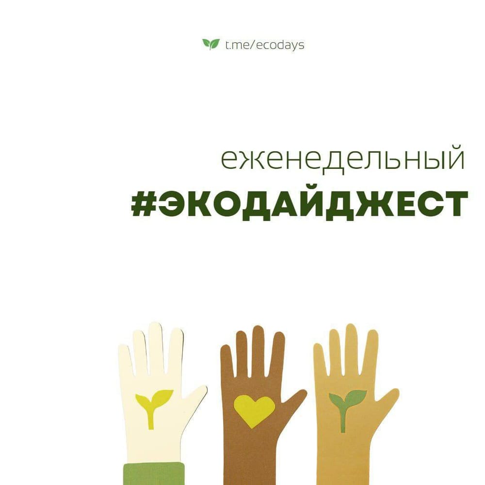 Экодайджест: Биотехнологи назвали самый опасный сыр - это касу марцу