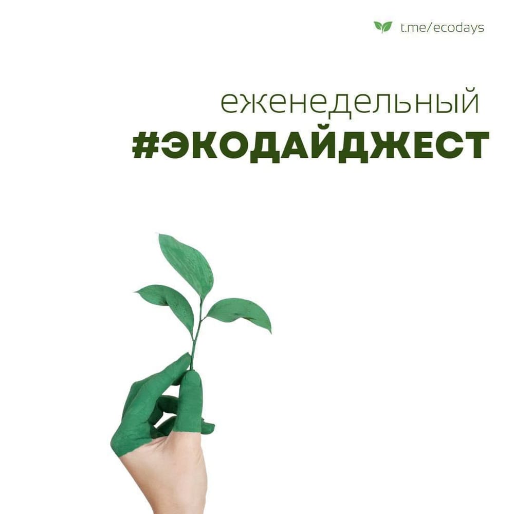 Экодайджест: Специалисты Сибирского федерального университета создали губку