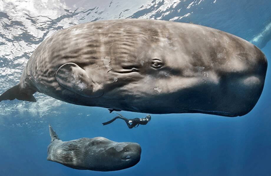 🐋 Учёные заметили серьёзное изменение в экосистеме Калифорнийского залива