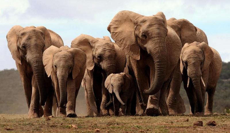 🐘 У слонов исчезают бивни