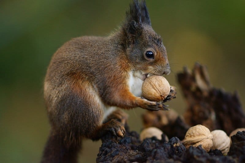 🐿 Пушистые стратеги с тёмной стороной