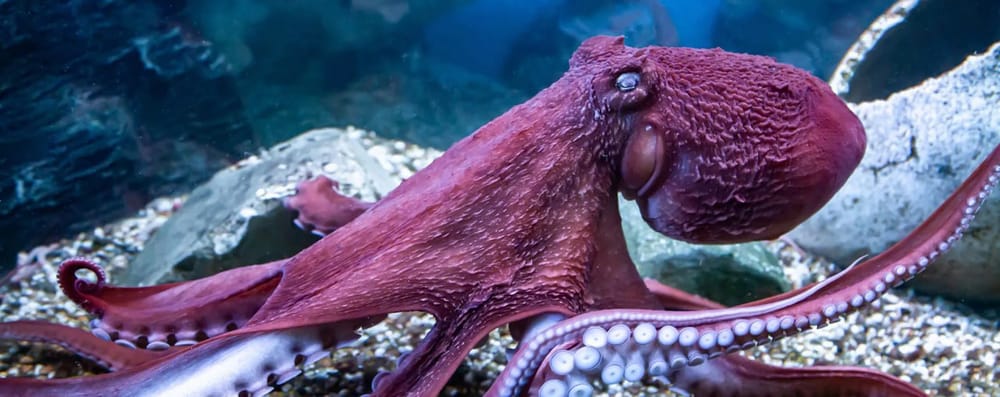 🐙 Осьминоги. Интроверты с инженерным складом ума