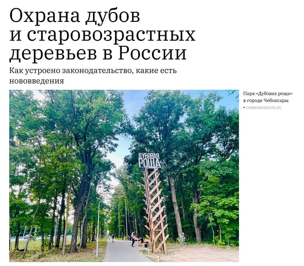 Отношение к вековым дубам и старым лесам перестает быть исключительно экологическим вопросом, все чаще это часть общественной и политической повестки.