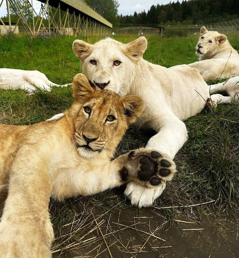 Когда личная помощь становится больше 🐾