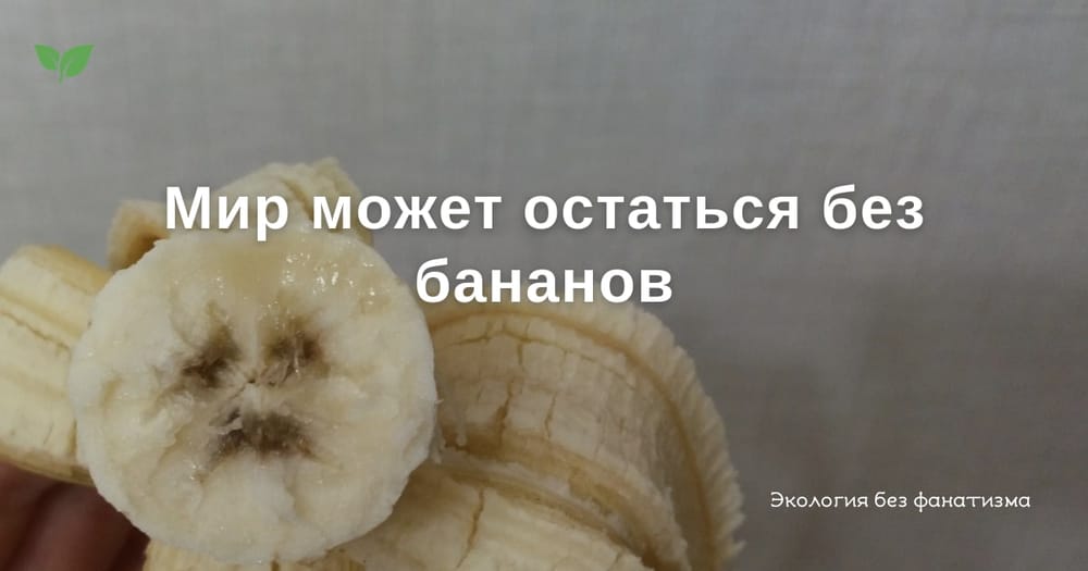Самый распространенный в мире сорт бананов оказался под угрозой полного исчезновения…