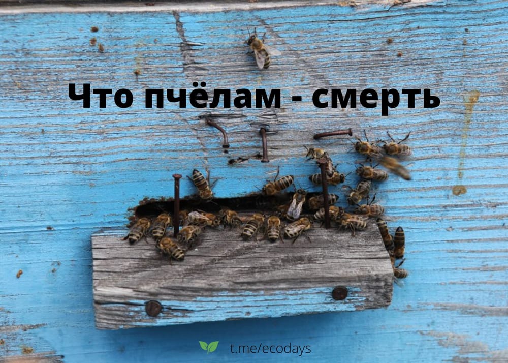 🐝 Каждый год в России миллионами гибнут пчелы от отравления пестицидами