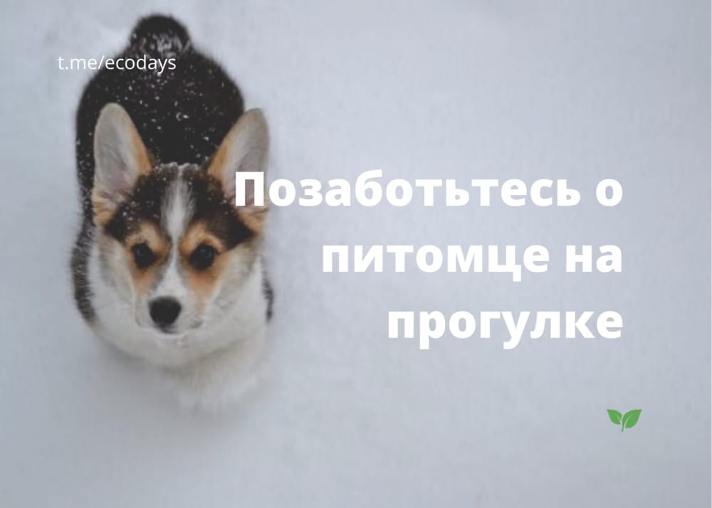 В холодное время года коммунальные службы крупных городов обильно посыпают тротуары…