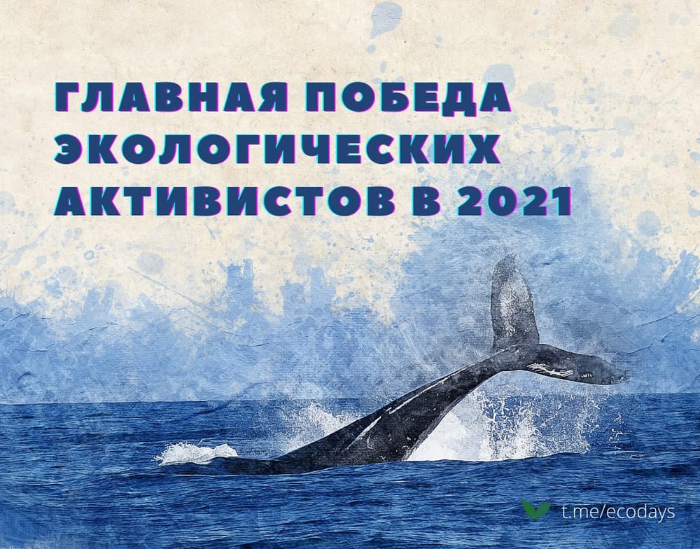 Cамой громкой победой экологических активистов можно назвать запрет на вылов китообразных в развлекательных целях.