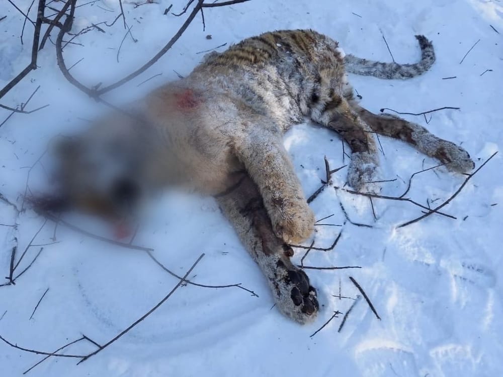 🐯😿В Приморье неизвестные убили детёныша амурского тигра