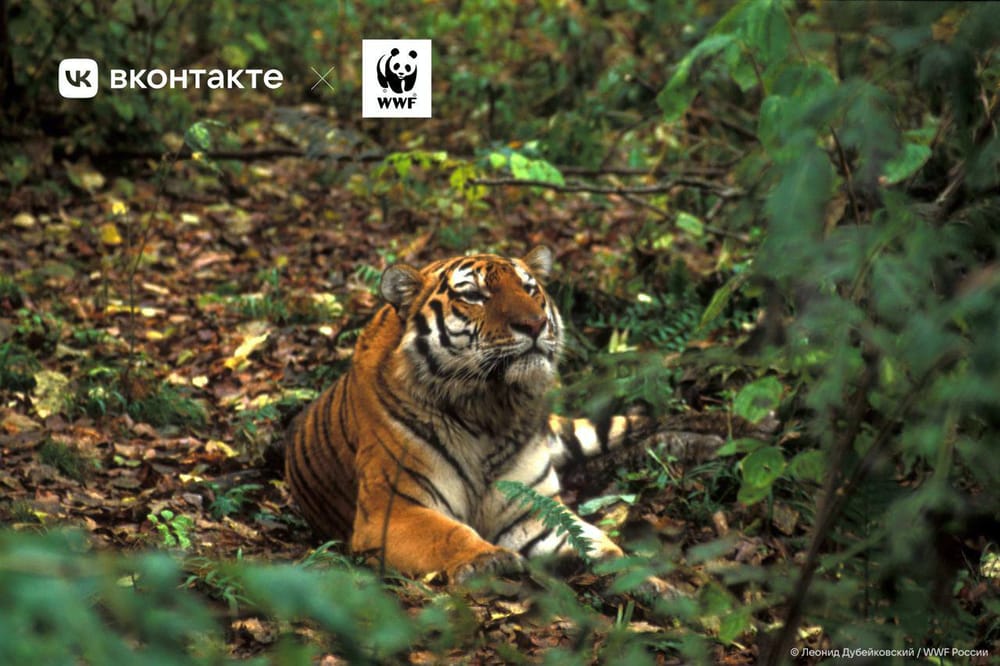 ВКонтакте вместе с пользователями собрала 29 млн рублей для фонда WWF России.