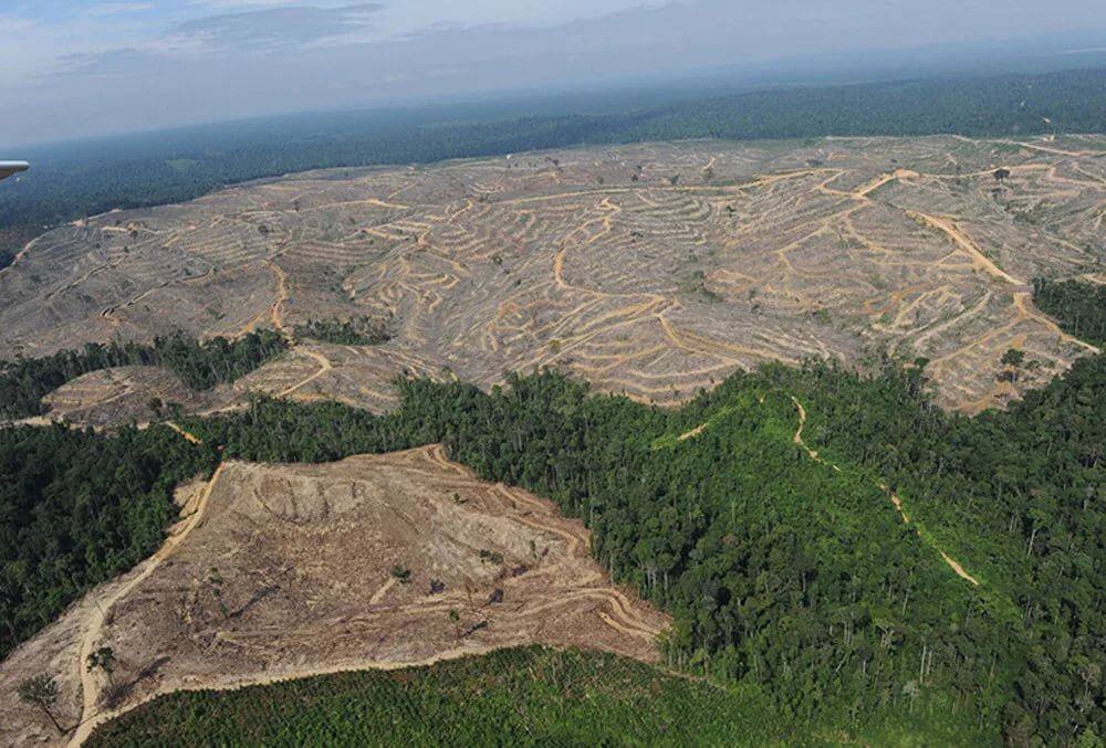 Будет ли уничтожена Якутская тайга окончательно?🌳