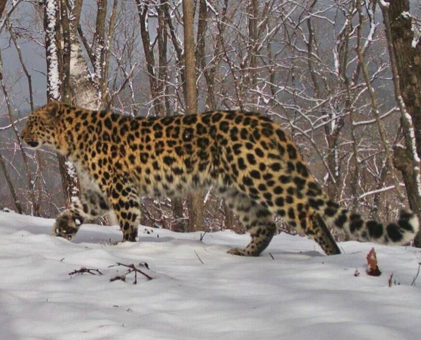 В Приморье «засветились» четыре дальневосточных леопарда 🐆