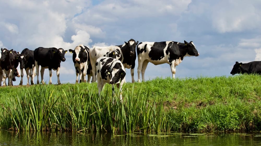 🐄 Новое исследование в журнале Nature: как изменится мир, если уменьшить потребление говядины
