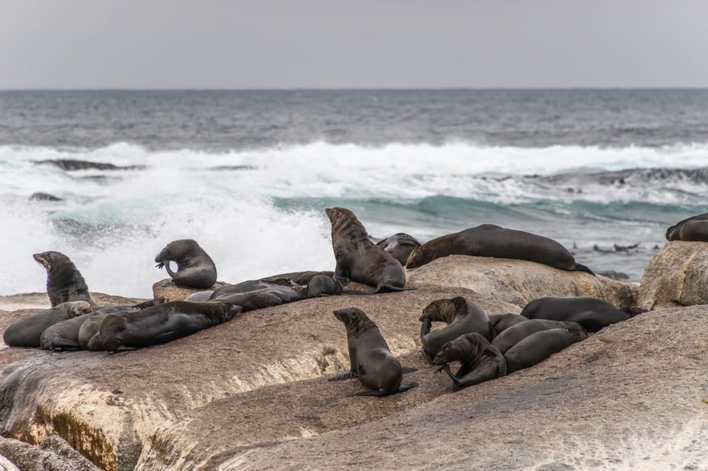 🌊WWF: 45% лежбищ тюленей в Приморье загрязнены