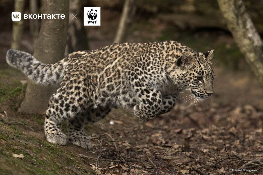 🐆Как пользователи ВКонтакте вместе с WWF помогли краснокнижным леопардам обрести новый дом