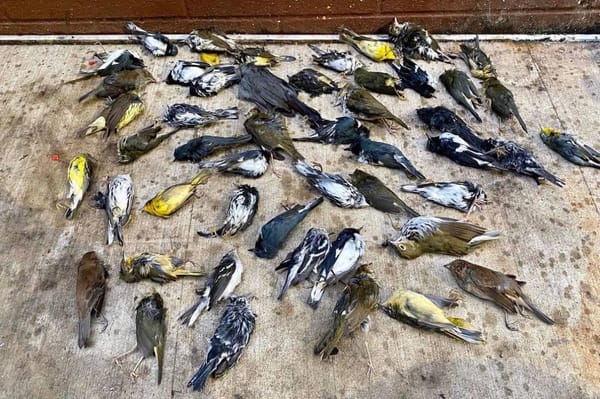 Кроухантеры в Одинцово🐦‍⬛