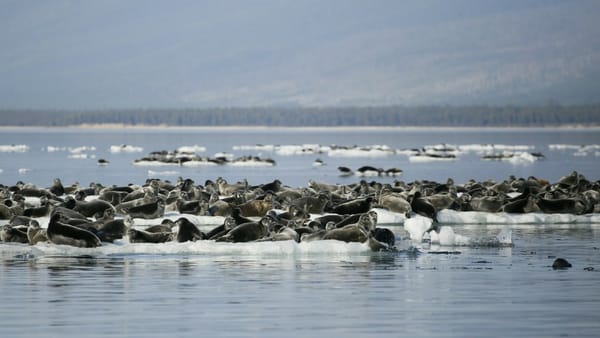 Когда-нибудь видели дрейфующих на льдинах нерп? 🦭