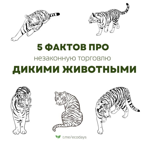 Пять интересных фактов про незаконную торговлю дикими животными в карточках от @ecodays 🌱