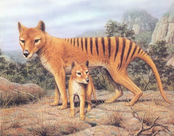 Черная книга животных | Сумчатый волк 🐺