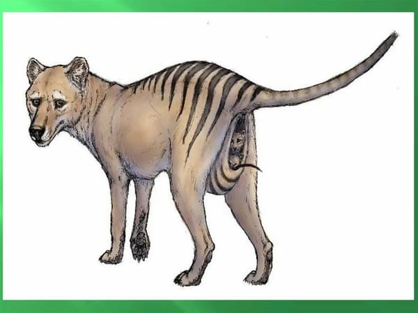 Черная книга животных | Сумчатый волк 🐺