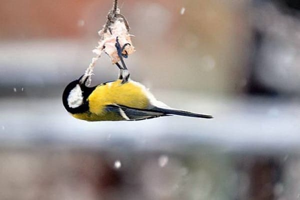 🐤Ганнибалы Лектеры птичьего мира или почему синиц нужно кормить салом