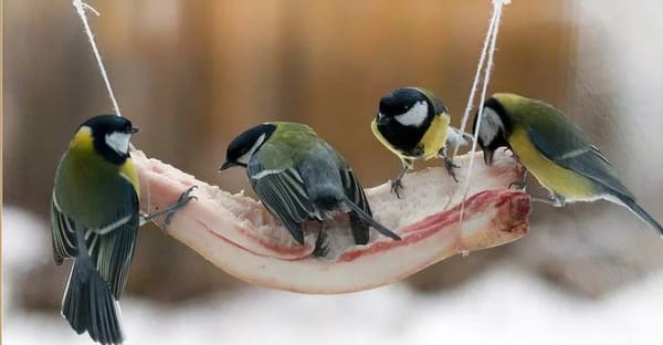 🐤Ганнибалы Лектеры птичьего мира или почему синиц нужно кормить салом