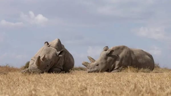 🦏Учёные пытаются восстановить популяцию северных белых носорогов с помощью ЭКО