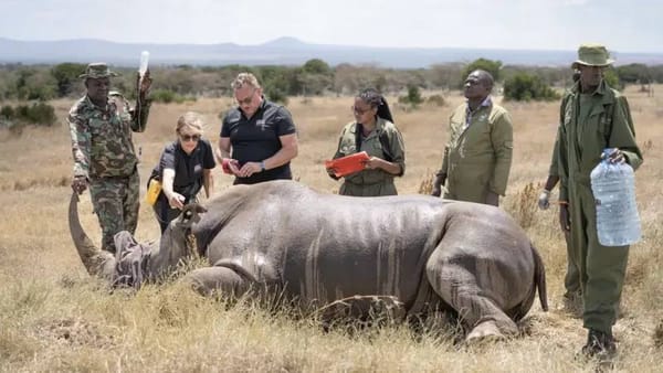🦏Учёные пытаются восстановить популяцию северных белых носорогов с помощью ЭКО