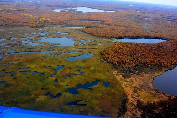 🌾Болота являются одними из виновников глобального потепления в мире. Удивлены? Давайте разбираться 🧐