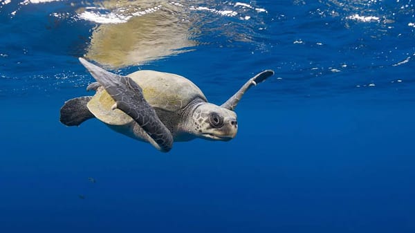 🐢«Дело о пластиковой соломинке» или почему экология планеты начинается с нас самих.