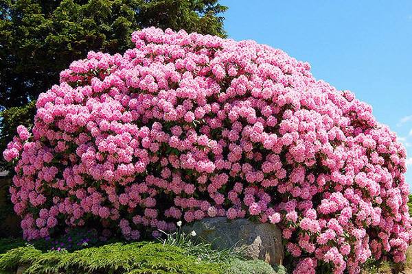 🌳 Вдохновившись красотой весенней природы,мы решили вас познакомить с Top-5 самых красивых растений в мире.