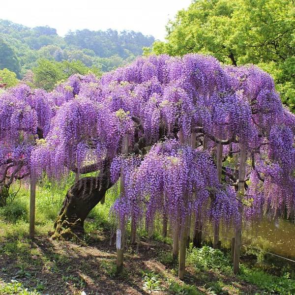 🌳 Вдохновившись красотой весенней природы,мы решили вас познакомить с Top-5 самых красивых растений в мире.