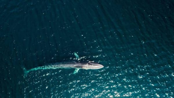 🐋 Япония планирует разрешить добычу финвалов — вторых по величине животных на земле, находящихся под угрозой вымирания.