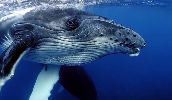 🐋 Япония планирует разрешить добычу финвалов — вторых по величине животных на земле, находящихся под угрозой вымирания.