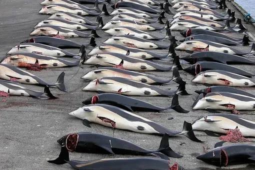 🐋 Япония планирует разрешить добычу финвалов — вторых по величине животных на земле, находящихся под угрозой вымирания.