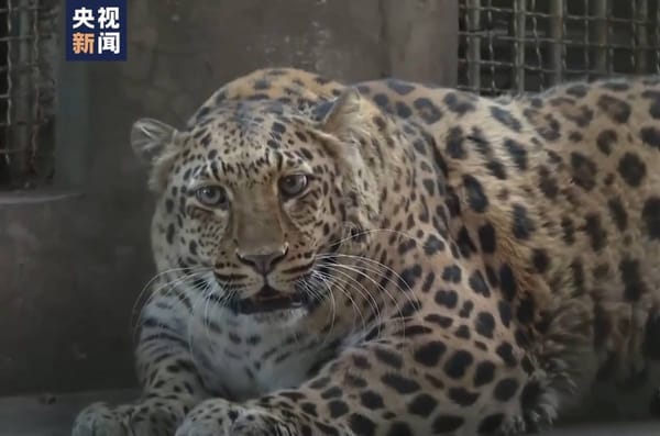 🐆 Психологи сказали бы шейминг, а экозащитники «повышенная забота о животных»