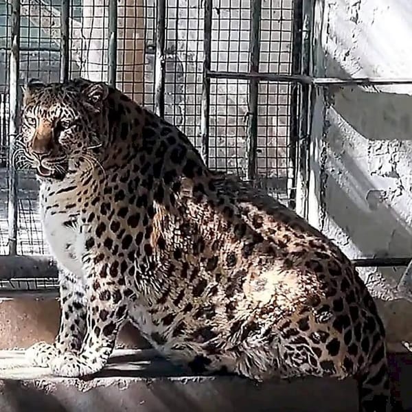 🐆 Психологи сказали бы шейминг, а экозащитники «повышенная забота о животных»