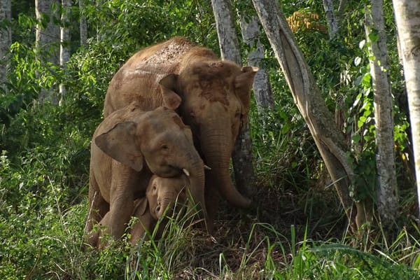 🐘 Карликовые слоны Борнео находятся под угрозой исчезновения