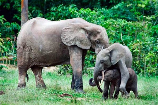 🐘 Карликовые слоны Борнео находятся под угрозой исчезновения